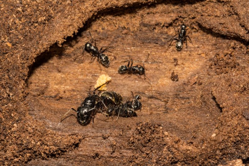 Carpenter Ant Extermination