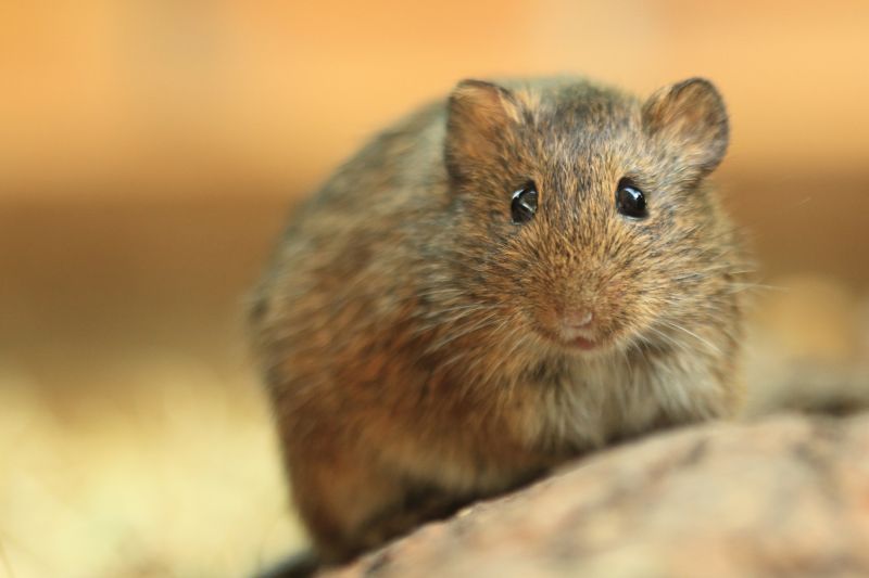 Vole Removal Cost Guide — Cost of Vole Removal