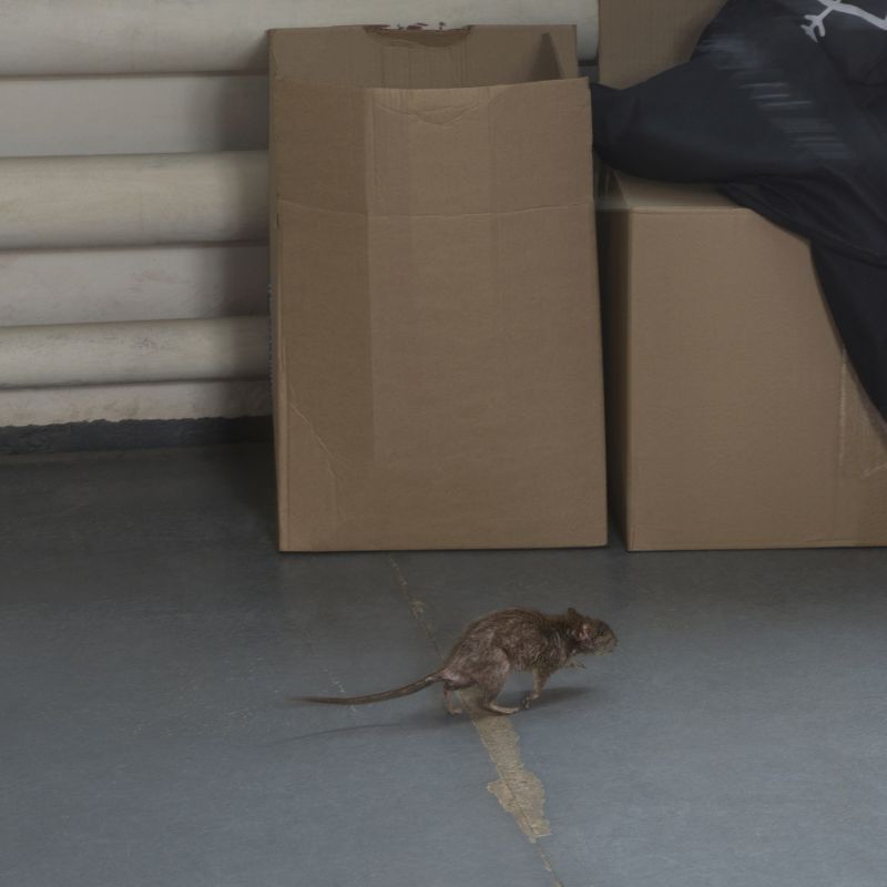 How Mice, Rats, And Rodents Damage Homes And Businesses