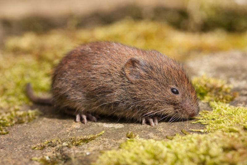Vole Removal