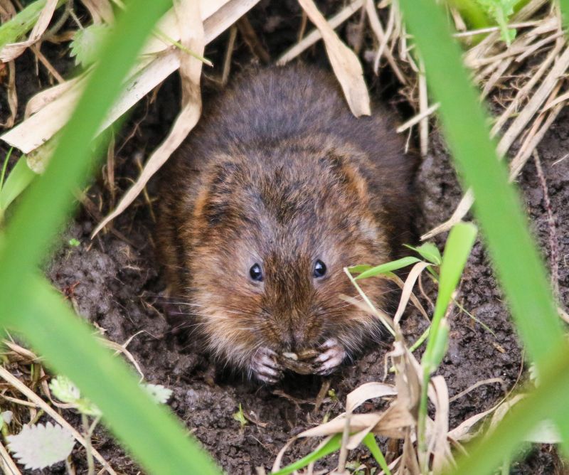 Vole Removal