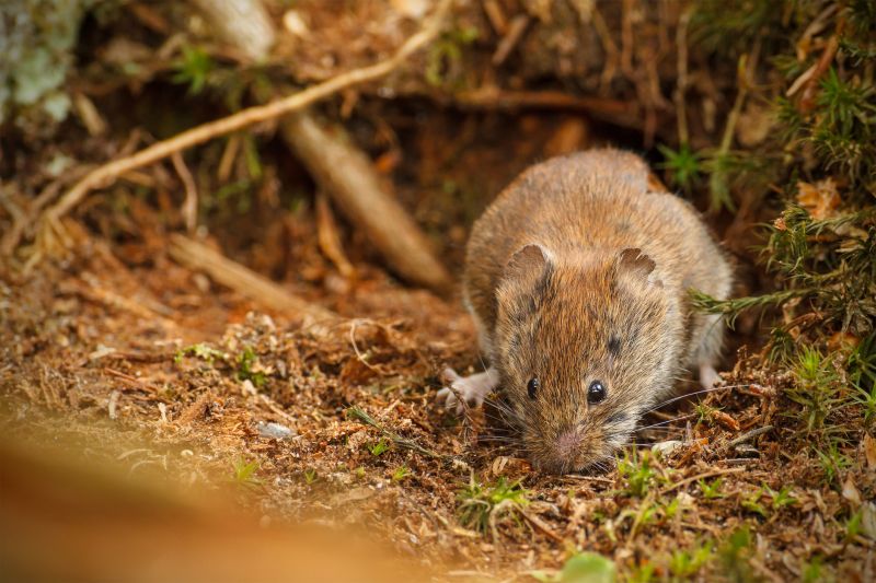 Vole Removal