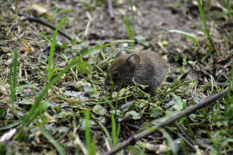 Vole Removal