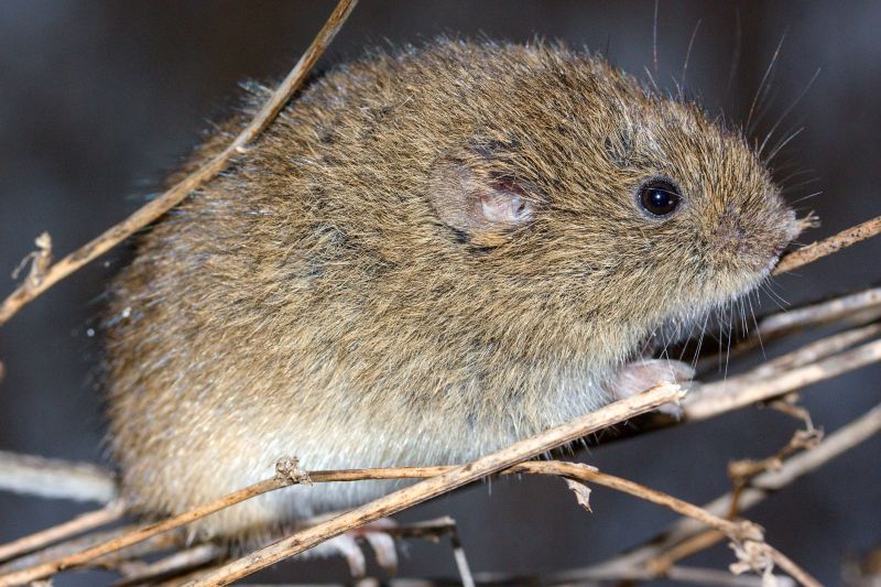Vole Removal