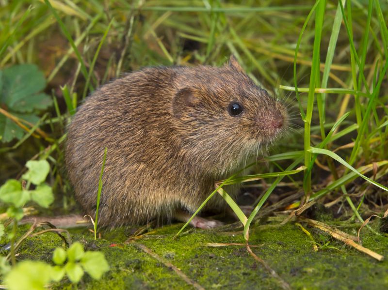 Vole Damage Prevention