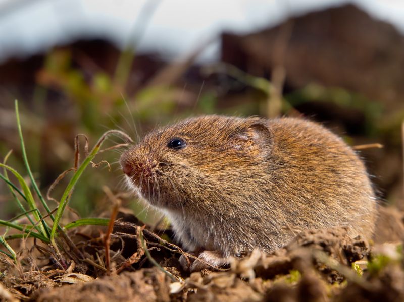 Vole Activity in Spring