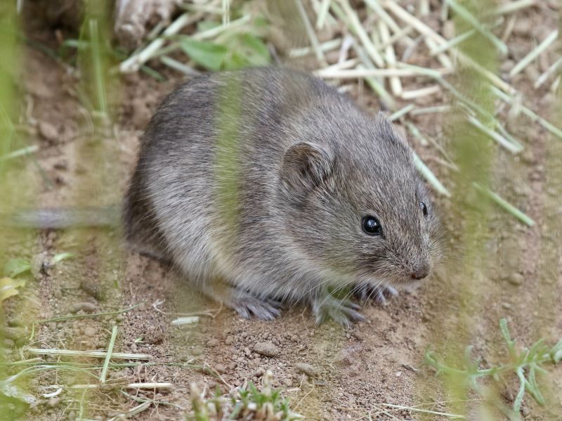Get Professional Vole Removal To Preserve Lawn Integrity!