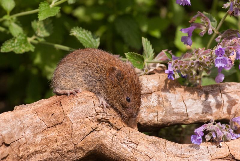 Get Professional Vole Removal To Prevent Property Damage!