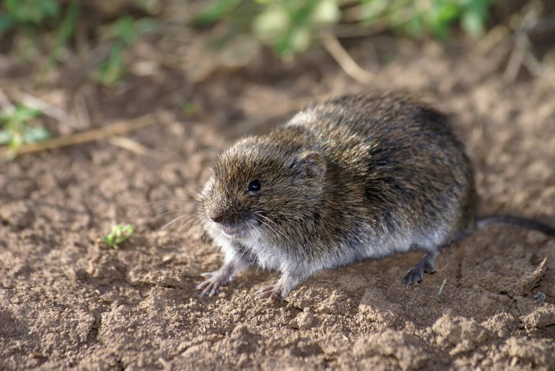 Reduce Health Risks With Professional Vole Removal Service!